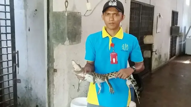 Buaya hasil tangkapan pemancing Sungai Serayu di Desa Pucang, Banjarnegara. (Foto: Liputan6.com/Muhamad Ridlo)