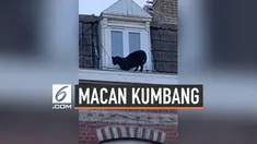 Seekor macan kumbang berkeliaran di salah satu rumah warga Armentieres Prancis. Kehadiran hewan buas ini mengejutkan penghuni rumah.
