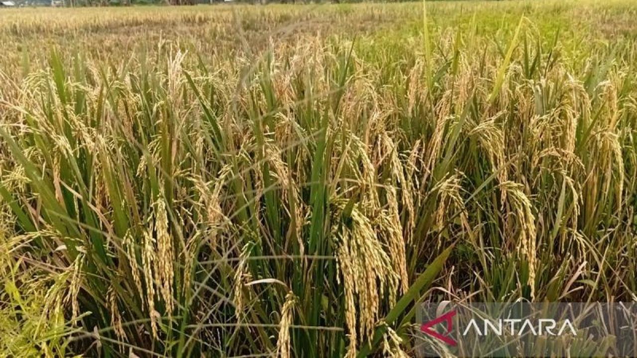 Transformasi Ekonomi Kukar Perkuat Fondasi Pangan Menuju Kutai Kartanegara Idaman Terbaik
