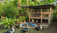 7 Cara Memelihara Entok di Pekarangan Tanpa Membuat Rumah Kumuh, Bersih dan Bebas Bau