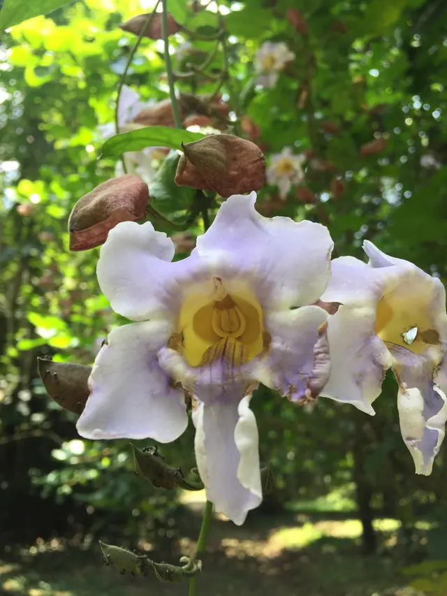 Thunbergia grandiflora: Wikimedia