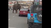 Gajah kabur dari sirkus dan masuk jalan raya di Montana. (dok. BRITTANY MCGINNIS)