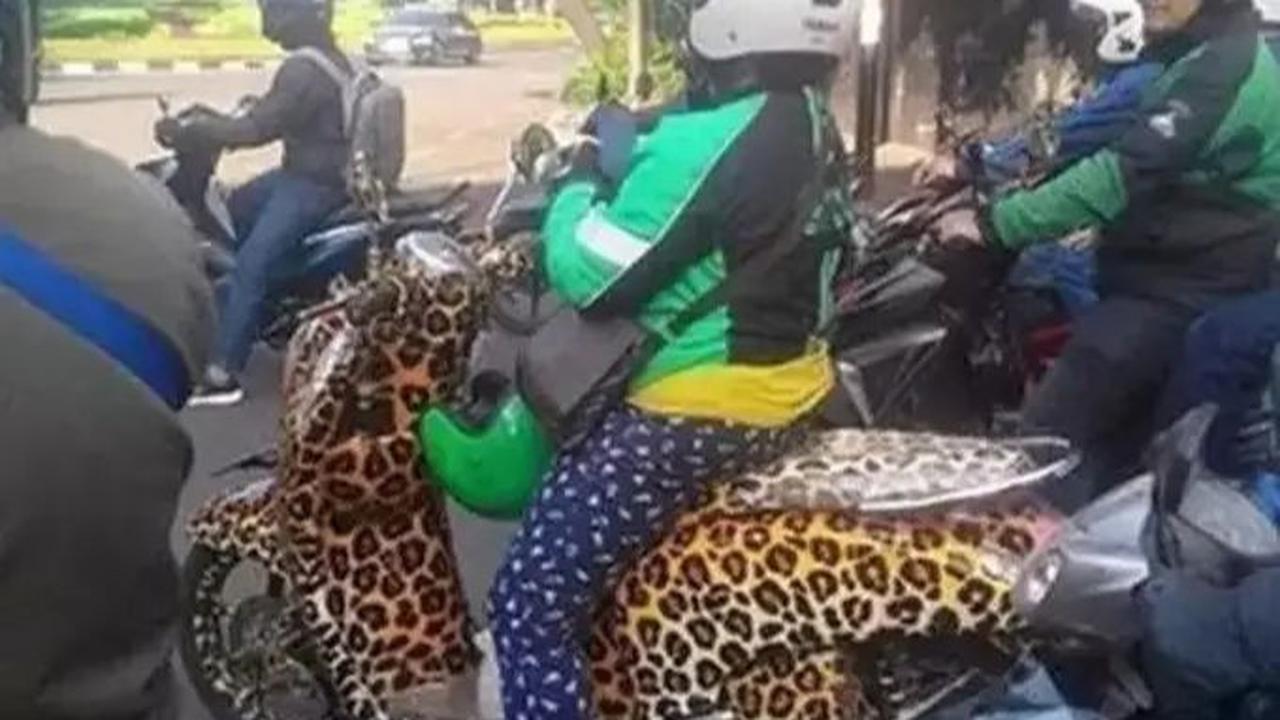 <b>Nih, Ada Macan Tutul di Jalan</b>