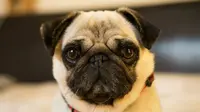 Independent and low-maintenance dog breeds for busy owners. (Photo: Diana Parkhouse/Unsplash)