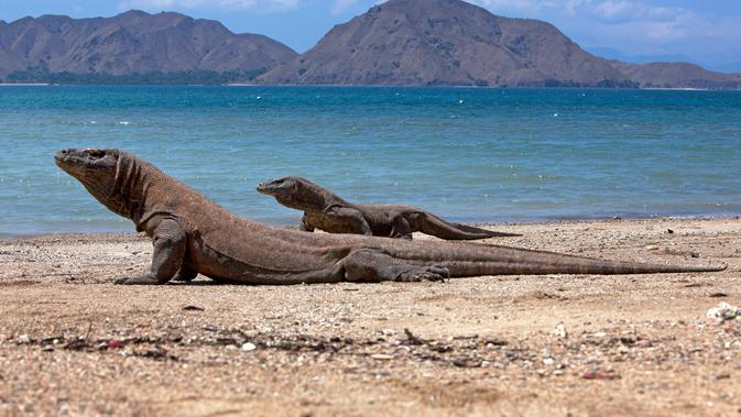 Siklon Hayley Menerjang Komodo, BMKG Peringatkan Cuaca Ekstrem.