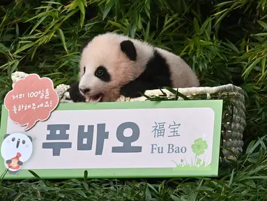Anak panda Fu Bao yang lahir 107 hari lalu di Korea Selatan, difoto saat upacara untuk mengungkapkan namanya di Taman Hiburan dan Hewan Everland di Yongin pada Rabu (4/11/2020). Fu Bao adalah bayi panda pertama yang lahir di Korsel dan merupakan peristiwa langka.  (Jung Yeon-je / AFP)