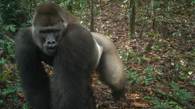 Gorila Paling Langka Sedunia