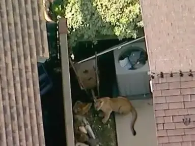 Gambar udara pada 26 Maret 2018 dari video yang disediakan oleh KABC-7 memperlihatkan seekor singa gunung berkeliaran di halaman belakang rumah warga di Azusa, bagian timur kota Los Angeles, dekat pegunungan San Gabriel, Amerika Serikat  (KABC-7 via AP)