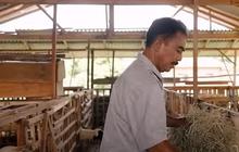 Guru Ngaji ini Kini Sukses Ternak Domba, Awalnya Hanya Punya 3 Ekor