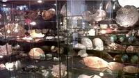 Harga Sewa Gedung Mahal, Museum Kerang RI Terancam Pindah