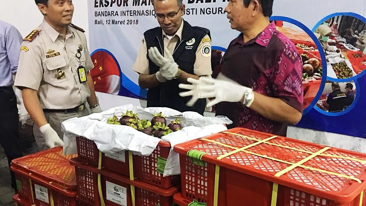 Indonesia mengekspor sebanyak 1,5 ton manggis ke Tiongkok.(Dok Badan Karantina Denpasar)