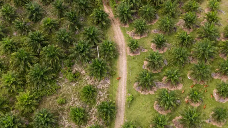Deforestasi Hutan Primer Indonesia Meningkat 27% pada Tahun 2023