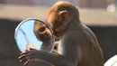 Seekor monyet memandangi bayangan dirinya sendiri di kaca spion sepeda motor milik pengunjung kuil di Jaipur, negara bagian Rajasthan, India, 16 Desember 2016. (AFP PHOTO/DOMINIQUE Faget)
