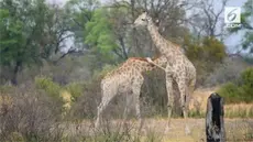 Adegan pertarungan antara dua ekor jerapah. Berhasil diabadikan wisatawan yang tengah berbulan madu di Afrika Selatan.