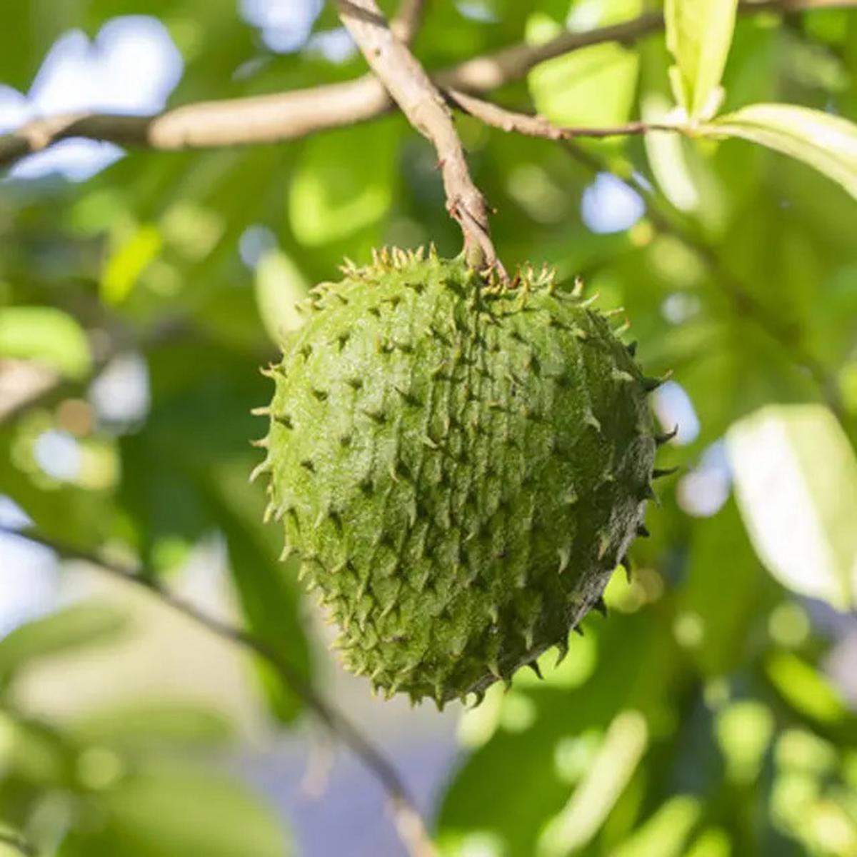 Manfaat Rebusan Daun Sirsak, Solusi Herbal Alami untuk Penyakit Hipertensi dan Diabetes
