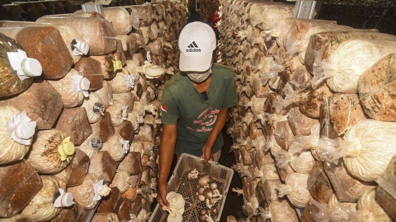 Dinas ESDM NTB Dorong Kemitraan Serbuk Gergaji untuk Petani Jamur NTB, Atasi Kelangkaan Bahan Baku