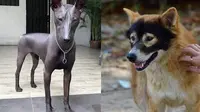 6 Bentuk Anjing Ini Mencengangkan, Ada yang Disebut Mirip Alien (sumber: Brightside)