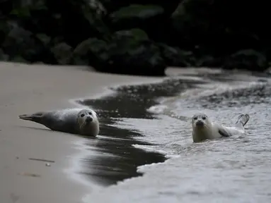 Anjing laut beristirahat di pantai di Ostend tempat sukarelawan dari Tim Anjing Laut Utara melindungi mereka pada 8 Mei 2023. (John THYS / AFP)