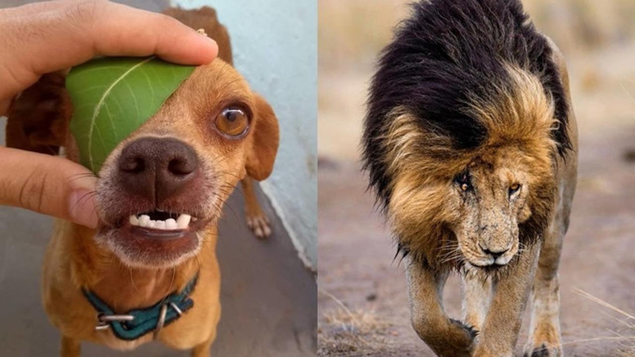 Tak Disangka 7 Potret Tingkah Laku Hewan Ini Seperti dalam Film