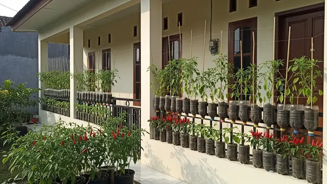 Kebun Sayur Cabai dari Botol Bekas yang Cocok untuk Hiasan Teras