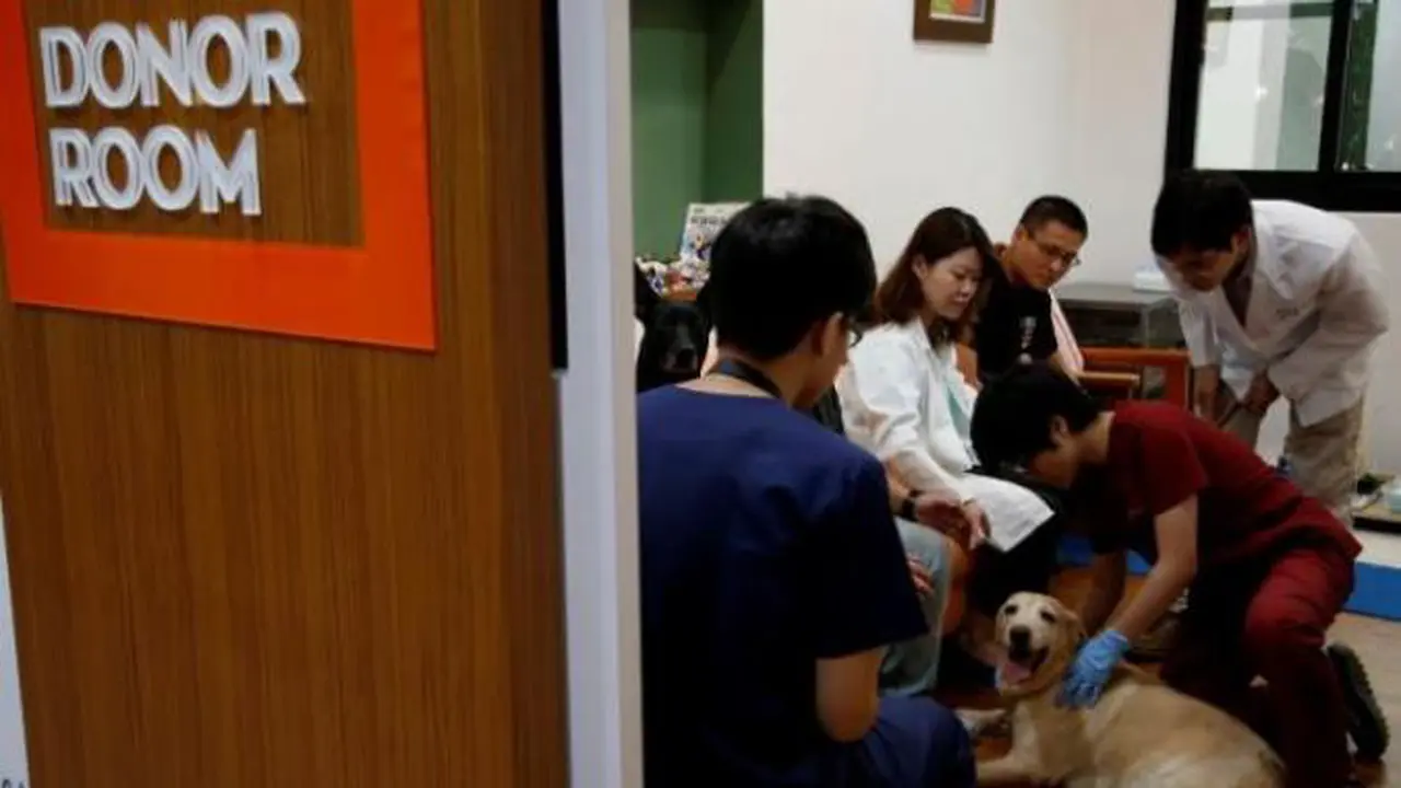 Pertama di Dunia, Taiwan Buka Tempat Donor Darah untuk Anjing