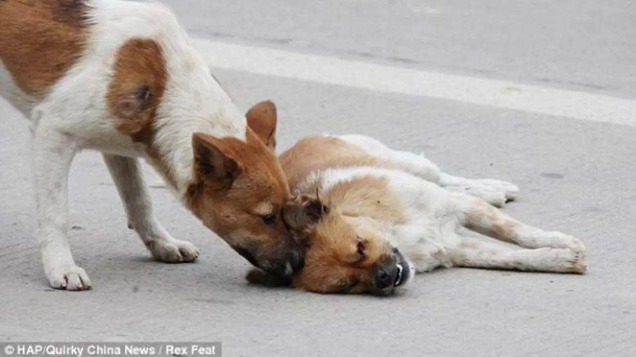 12 Transformasi Anjing Malang yang Berhasil Diselamatkan