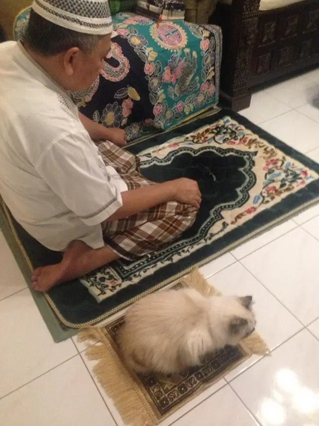 kucing teraweh