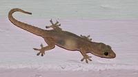 Ilustrasi cicak atau Hemidactylus frenatus (Wikimedia Commons)