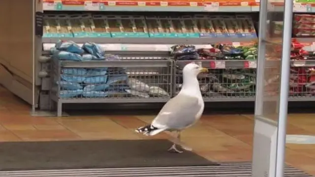 Aksi Kocak Burung Camar Curi Makanan di Supermarket