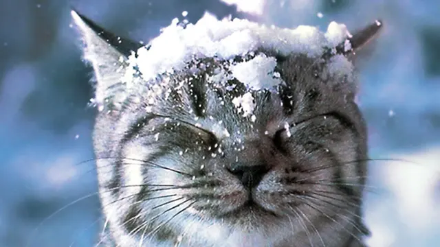 Foto: copyright Fanpop