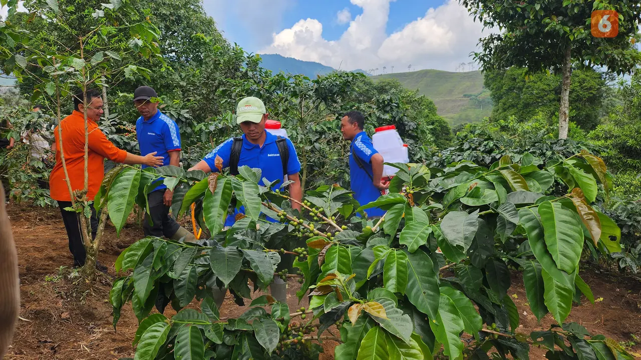 Sejarah Kebun Kopi Cikoneng yang Berpotensi Tembus Pasar Dunia, Kini Direvitalisasi Guna Tingkatkan Produktivitas