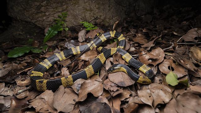 Banded Krait