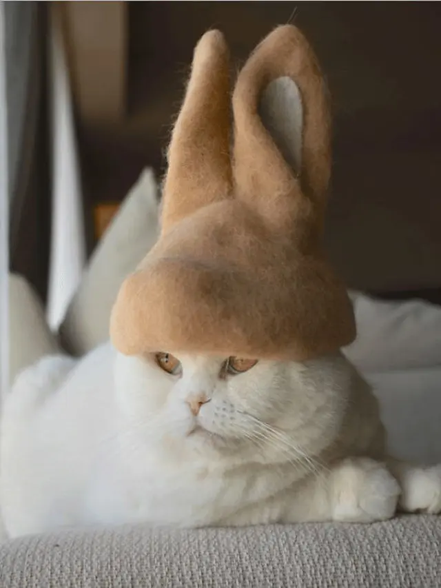 10 Potret Kucing Pakai Topi, Wajahnya Jadi Imut Banget