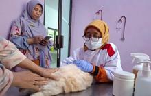Fakta Vaksinasi Rabies Bandarlampung: 150 Hewan Telah Disuntik, Stok 200 Dosis Siap Disalurkan