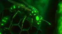 Radioactive Wasp: Everything You Must Know About the Unique Findings