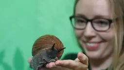 Siput raksasa Ghana ditempatkan di timbangan selama penimbangan tahunan Kebun Binatang London, Kamis (23/8). Kebanyakan hewan ditimbang dan diukur tingginya dengan diumpan menggunakan makanan yang ditaruh disekitar alat pengukur. (Daniel LEAL-OLIVAS/AFP)