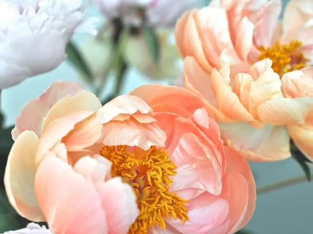 Mengenal Makna Di Balik Bunga Peony Lifestyle Fimela Com