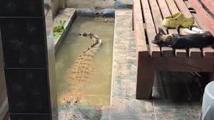Resahkan Warga, Buaya Peliharaan 2 Meter Akhirnya Dievakuasi