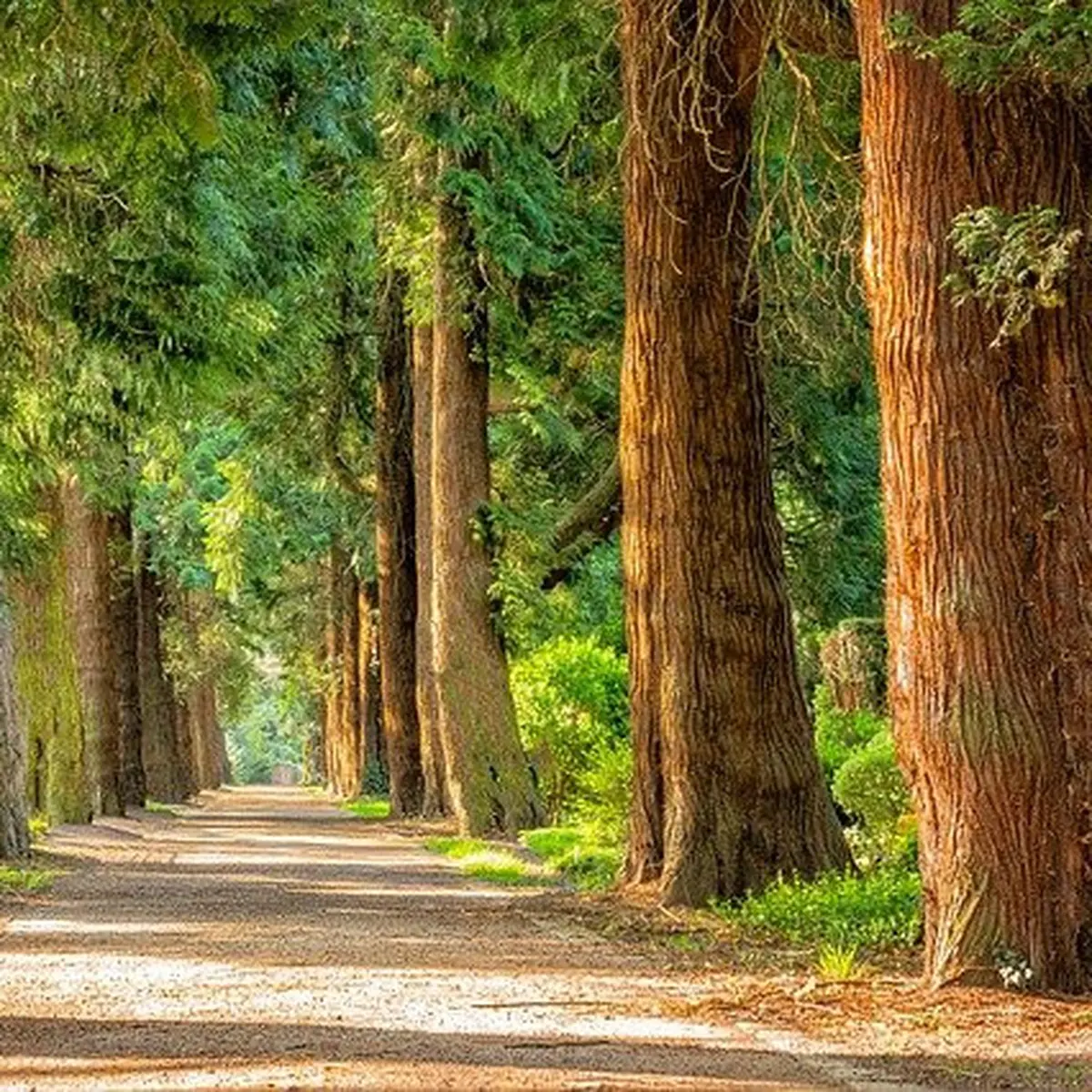 Petualangan Mistis Di Hutan Hijau: Tafsir Mimpi Berjalan