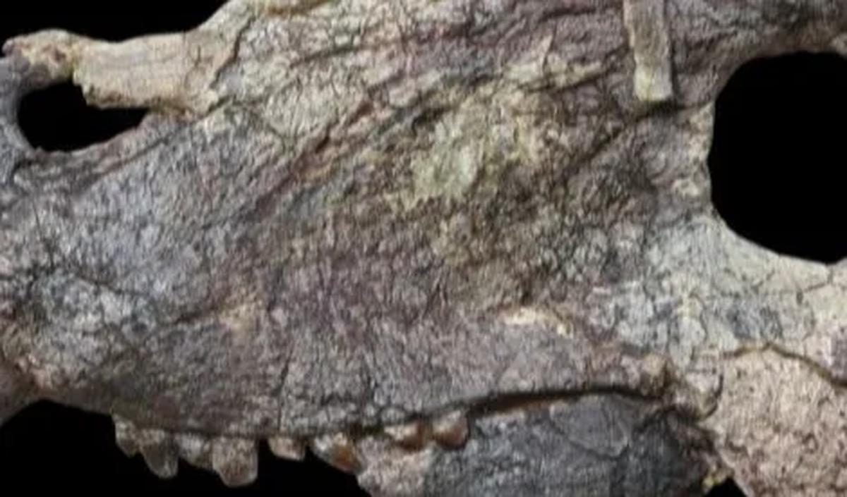Alasannya karena rasio isotop oksigen dalam cangkang foraminifera bisa berubah karena komposisi air laut juga, bukan hanya karena suhu.&nbsp;