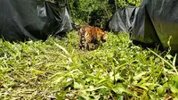 Harimau Sumatera Putri Singgulung yang dilepasliarkan ke habitatnya. (dok. BKSDA Sumbar)