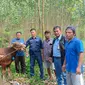 Satu dari 361 ekor sapi yang didonasikan APP Group ke masyarakat, melalui sejumlah pabriknya. Tampak penyerahan yang dilakukan perwakilan PT Indah Kiat Pulp &amp; Paper Perawang Mill, Riau. (Dok&nbsp;Sinar Mas)