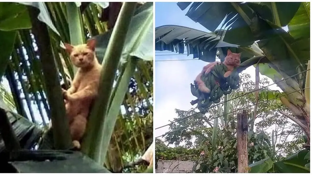 6 Aksi Kucing Santai di Atas Pohon Ini Nyeleneh Pol, Ekspresinya Lucu