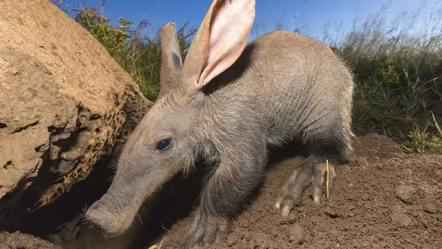 Aardvark (Orycteropus afer)
