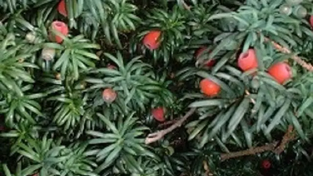 Cemara Inggris