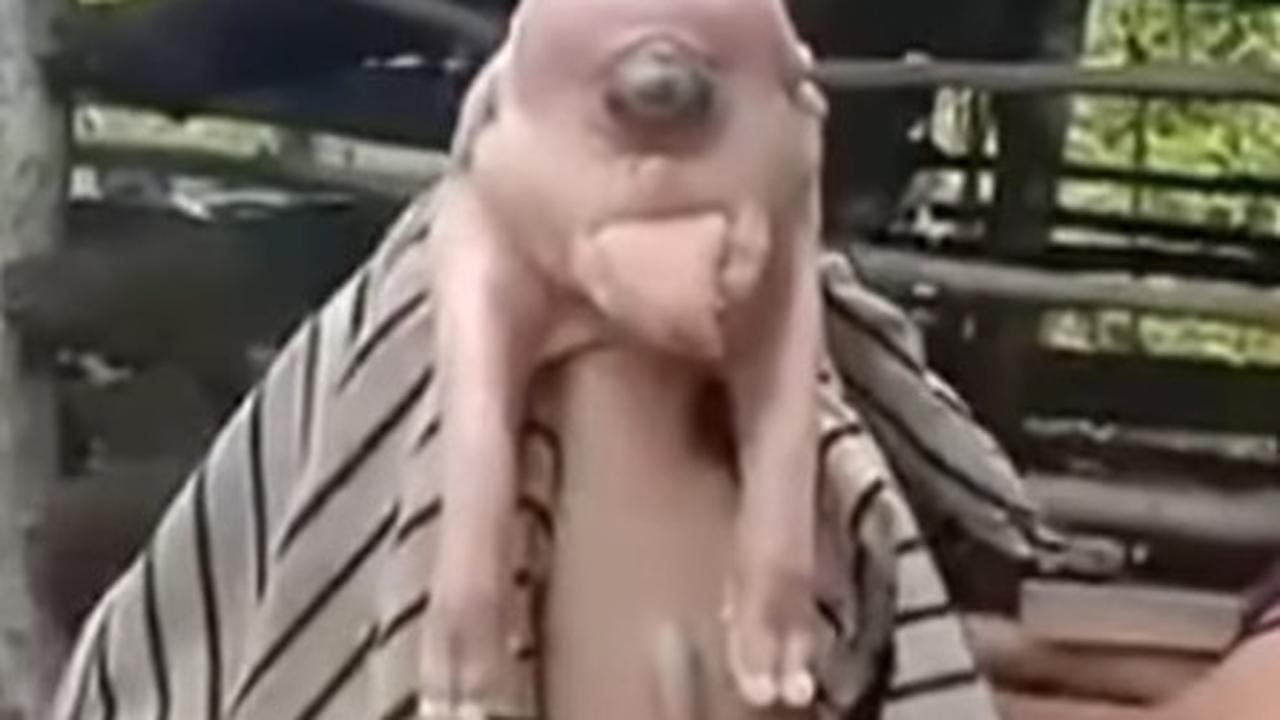 Babi di NTT Berbentuk Unik