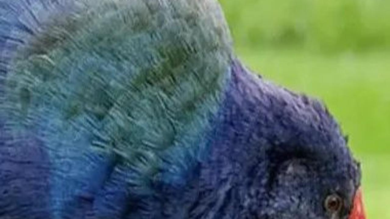 7. Burung Takahe<br>