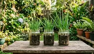Cara Menanam Daun Bawang di Toples Bekas Sosis agar Tumbuh dan Bisa Dipanen Berkali-kali