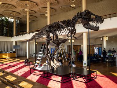 Dalam foto yang diambil pada 28 Maret 2023, di Zurich, 'Trinity' kerangka Tyrannosaurus-Rex berumur 67 juta tahun yang akan dilelang bulan April mendatang, menandai penjualan pertama di Eropa. (Photo by ARND WIEGMANN / AFP)
