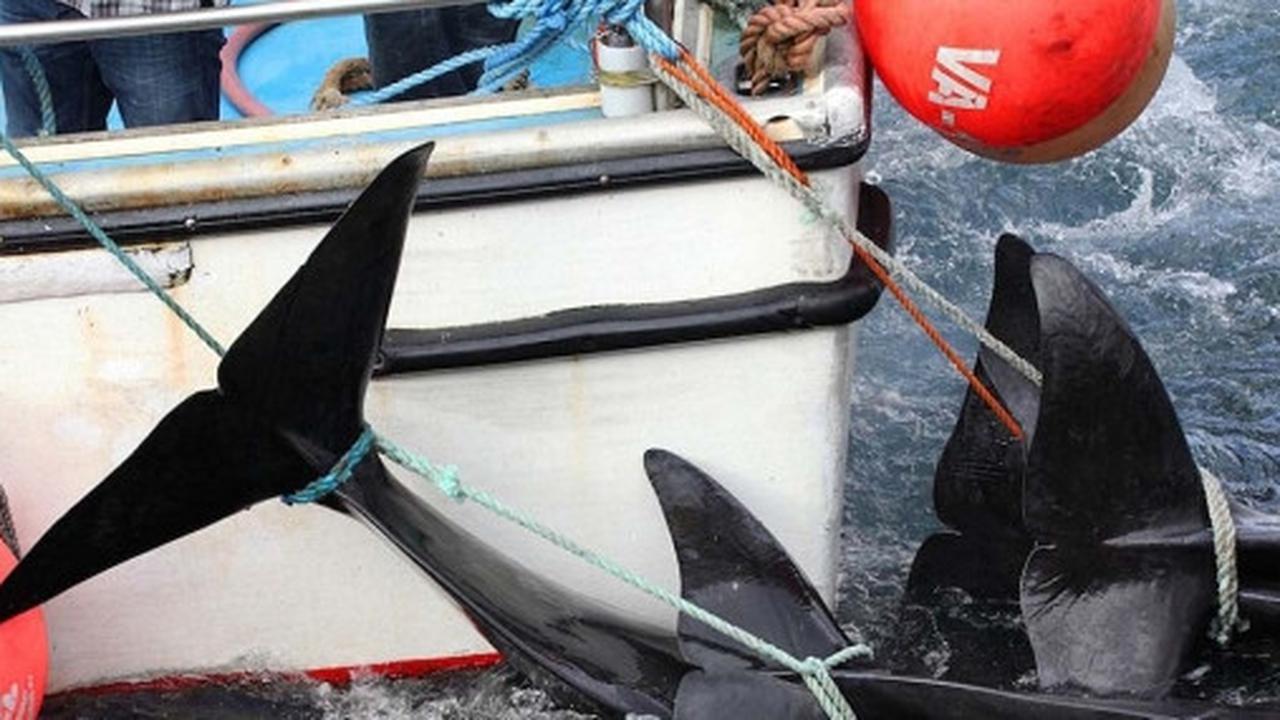 Sadisnya tradisi berburu ratusan paus di Kepulauan Faroe